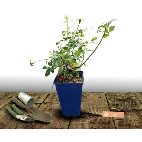 Rosier Arbustif Decorosier® Opalia® 'Noaschnee'/Pot De 2 L 2 Rosier Arbustif Decorosier® Opalia® 'Noaschnee'/Pot De 2 L – Image 2