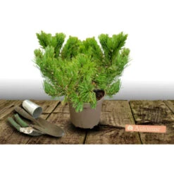 Pin De Montagne Mugo Mops/Pot De 5L
