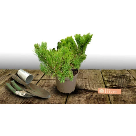 Pin De Montagne Mugo Var. Pumilio/Pot De 3L 3 Pin De Montagne Mugo Var. Pumilio/Pot De 3L – Image 3