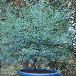 Eucalyptus Gunni France BleuÂź 'Rengun'/Pot De 7,5L
