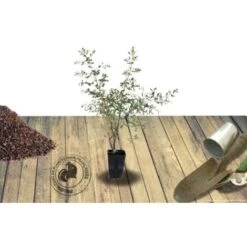 Eucalyptus Gunni France Bleu® 'Rengun'/Pot De 7,5L -Bostikhost Magasin 24359224 4