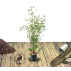 Eucalyptus Gunni France Bleu® 'Rengun'/Pot De 7,5L -Bostikhost Magasin 24359224 5