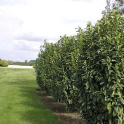 Laurier Palme Laurocerasus GenoliaÂź 'Mariblon'/Godet