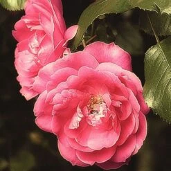 Rosier Grimpant Pompon De Paris/Pot De 1,5L