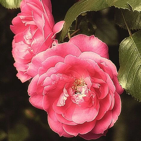 Rosier Grimpant Pompon De Paris/Pot De 1,5L 1 Rosier Grimpant Pompon De Paris/Pot De 1,5L