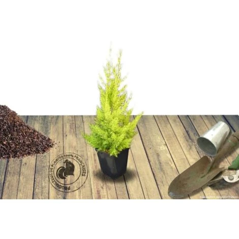 Cyprès De Lambert, Cyprès De Monterey Macrocarpa Goldcrest/Pot De 3L 1 Cyprès De Lambert, Cyprès De Monterey Macrocarpa Goldcrest/Pot De 3L