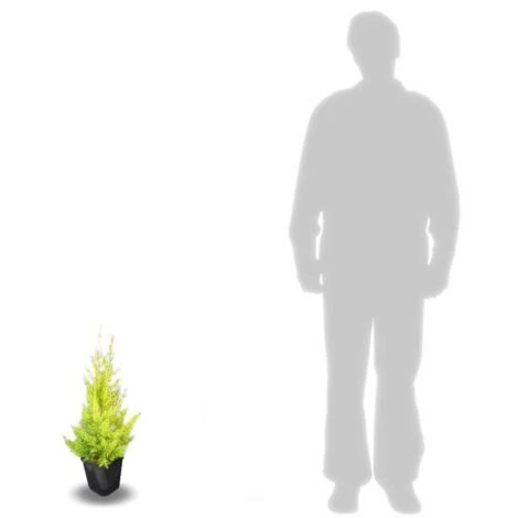 Cyprès De Lambert, Cyprès De Monterey Macrocarpa Goldcrest/Pot De 3L 2 Cyprès De Lambert, Cyprès De Monterey Macrocarpa Goldcrest/Pot De 3L – Image 2