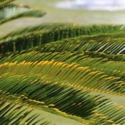 Cycas Du Japon/Pot De 25L -Bostikhost Magasin 24359629 2