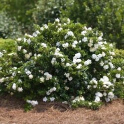 Gardenia X Crown Jewel/Godet