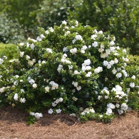 Gardenia X Crown Jewel/Godet 1 Gardenia X Crown Jewel/Godet