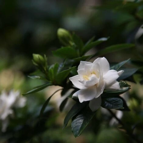 Gardenia X Crown Jewel/Godet 2 Gardenia X Crown Jewel/Godet â Image 2