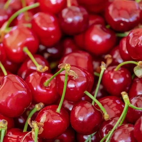 Cerisier Nain Cerasus Cherry Baby®/Pot De 6L 1 Cerisier Nain Cerasus Cherry Baby®/Pot De 6L