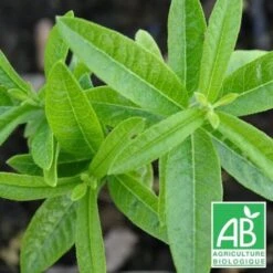 Verveine Odorante BIO/Godet