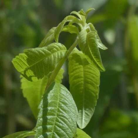 Verveine Odorante BIO/Godet 2 Verveine Odorante BIO/Godet – Image 2