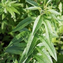 Verveine Odorante BIO/Godet 6 Verveine Odorante BIO/Godet -Bostikhost Magasin 24362991 3