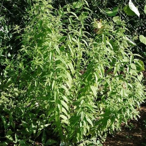 Verveine Odorante BIO/Godet 4 Verveine Odorante BIO/Godet – Image 4