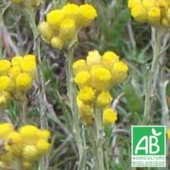 Immortelle Italicum BIO/Godet