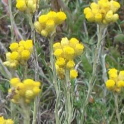 Immortelle Italicum BIO/Godet -Bostikhost Magasin 24363214 3