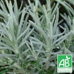 Immortelle Miel Et Curry BIO/Godet