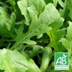 Roquette Vivace BIO/Godet