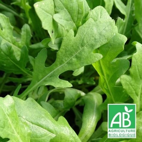 Roquette Vivace BIO/Godet 1 Roquette Vivace BIO/Godet