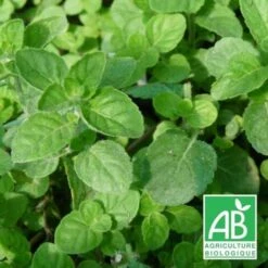 Menthe Ananas BIO/Godet