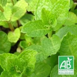 Menthe Marocaine BIO/Godet