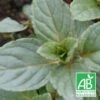 Menthe Glacial BIO/Godet