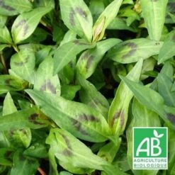 Coriandre Vietnamienne BIO/Godet