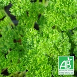 Persil Frisé BIO/Godet