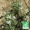 Lavande Angustifolia Alba BIO/Godet