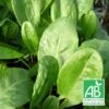Oseille Commune BIO/Godet