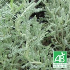 Santoline Grise BIO/Godet