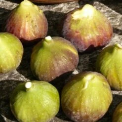 Figuier Carica Grise De Saint Jean/Pot De 10 L