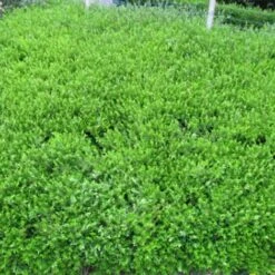 Chèvrefeuille Cupule Pileata/Pot De 3L