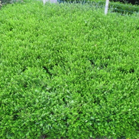 Chèvrefeuille Cupule Pileata/Pot De 3L 1 Chèvrefeuille Cupule Pileata/Pot De 3L