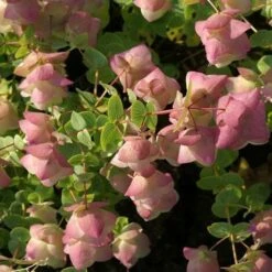 Origan Kent Beauty | Conditionnement: Lot De 3 Godets