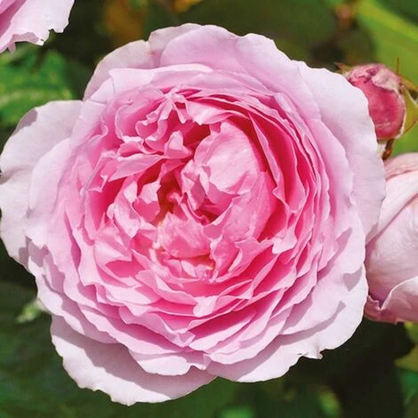 Rosier Arbustif André Eve Le Jardinier Des Roses® 'Evegeboll'/Pot De 5L 1 Rosier Arbustif André Eve Le Jardinier Des Roses® 'Evegeboll'/Pot De 5L