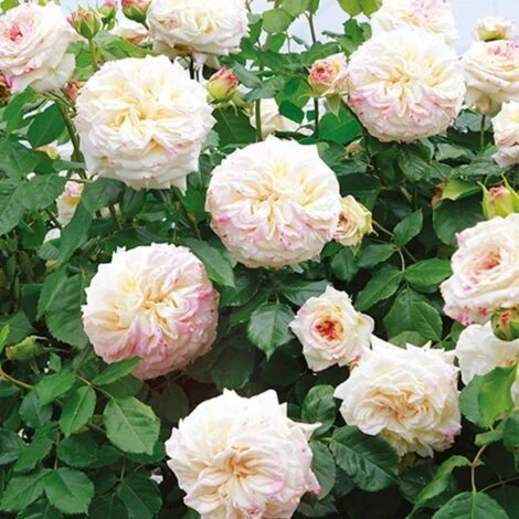 Rosier Grimpant Château De La Bussière® 'Evechanti'/Pot De 5L 1 Rosier Grimpant Château De La Bussière® 'Evechanti'/Pot De 5L