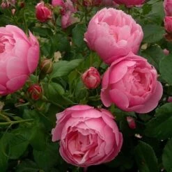 Rosier Arbustif Marie Blanche Paillé® 'Evecinage'/Pot De 5L