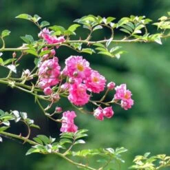 Rosier Liane Mme Solvay® 'Evevay'/Pot De 5L