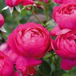 Rosier Arbustif Toul® 'Evjubisia'/Pot De 5L