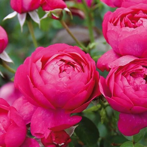 Rosier Arbustif Toul® 'Evjubisia'/Pot De 5L 1 Rosier Arbustif Toul® 'Evjubisia'/Pot De 5L