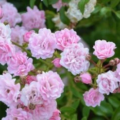 Rosier Liane Paul's Himalayan Musk/Pot De 5L