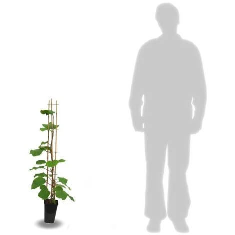 Kiwi Chinensis Hayward (Femelle) BIO/Pot De 3L 2 Kiwi Chinensis Hayward (Femelle) BIO/Pot De 3L – Image 2