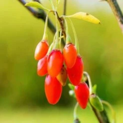 Goji 'Barbarum' - Conteneur 3L - Taille 30/60cm