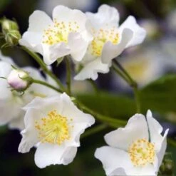 Rosier Pimprenelle (Rosa Spinosissima) - Godet - Taille 20/40cm