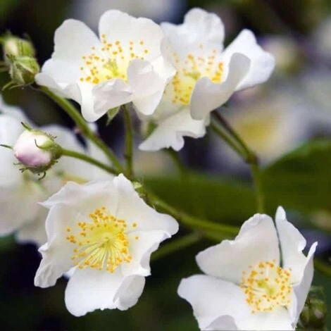 Rosier Pimprenelle (Rosa Spinosissima) - Godet - Taille 20/40cm 1 Rosier Pimprenelle (Rosa Spinosissima) - Godet - Taille 20/40cm