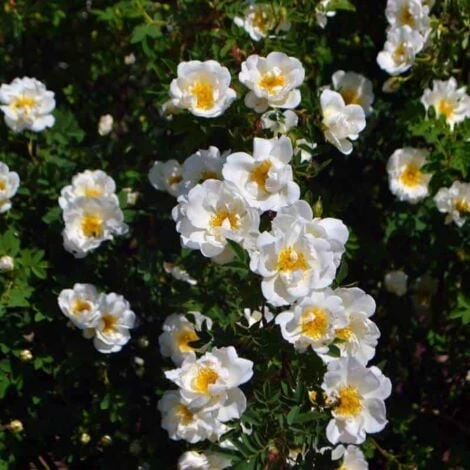 Rosier Pimprenelle (Rosa Spinosissima) - Godet - Taille 20/40cm 2 Rosier Pimprenelle (Rosa Spinosissima) - Godet - Taille 20/40cm – Image 2