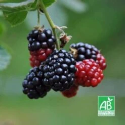 Mûrier Sans Épines 'Black Satin' BIO - Godet 9cm